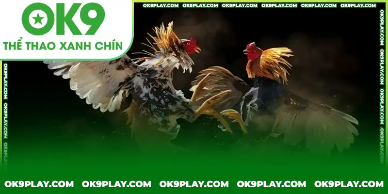 Đá gà cựa dao cùng kinh nghiệm từ chuyên gia Đá gà cựa dao cùng kinh nghiệm từ chuyên gia